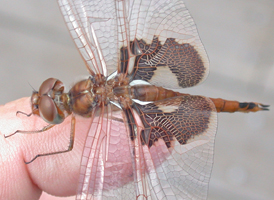 Red Saddlebags